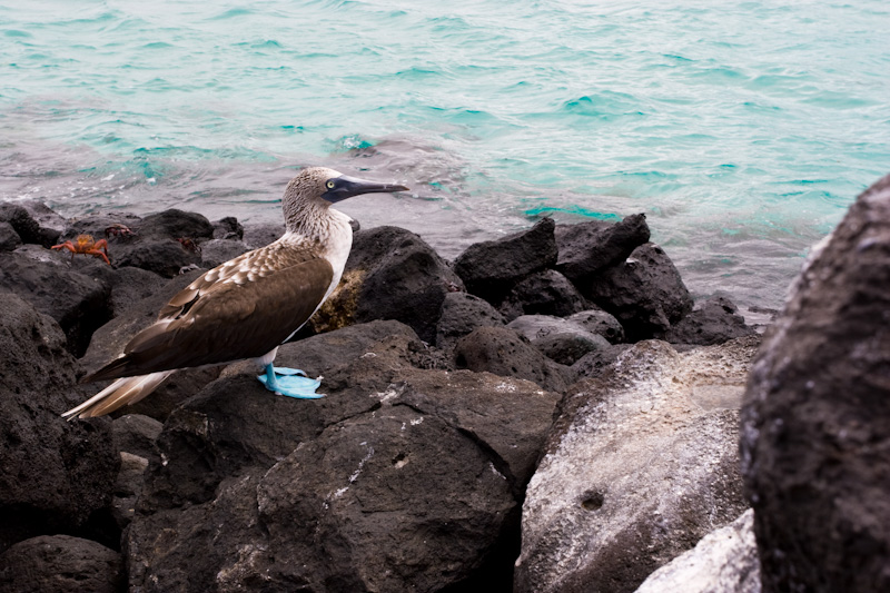 Blue-Footed Booby